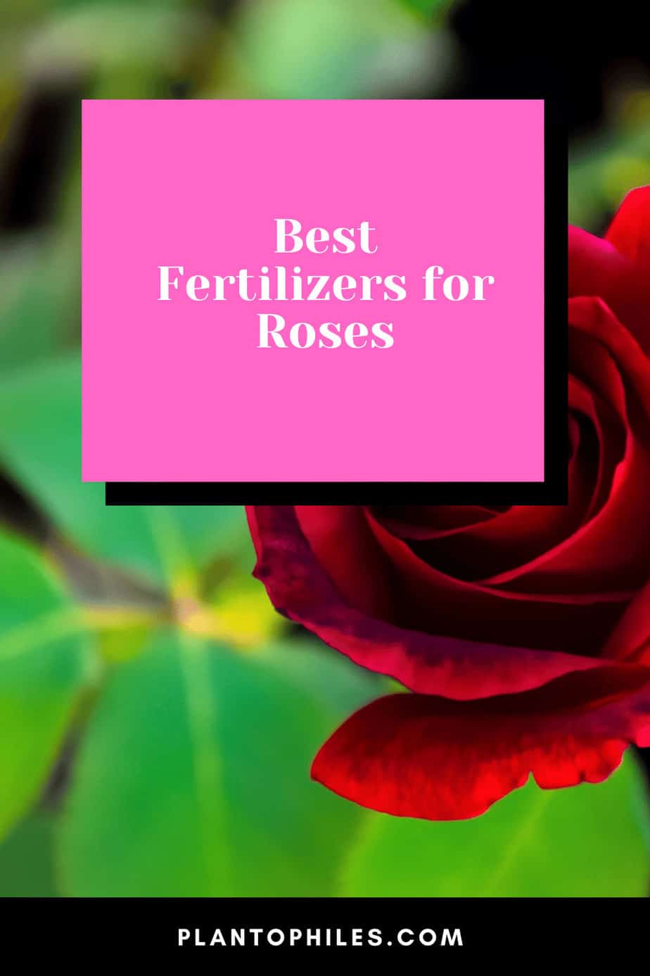 Best Fertilizers for Roses A Buyers Guide 2022