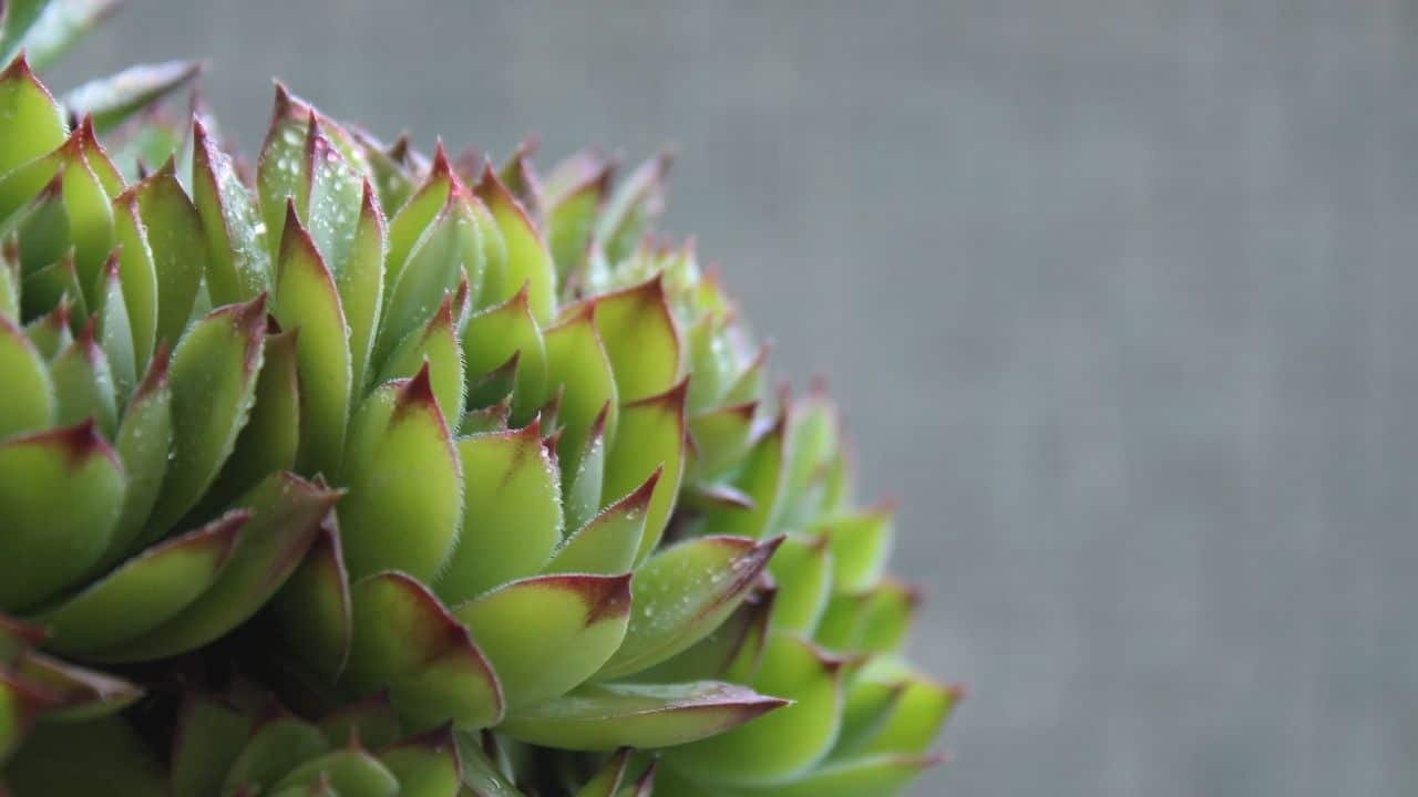 How Does an Underwatered Succulent Look Like? — The Answer