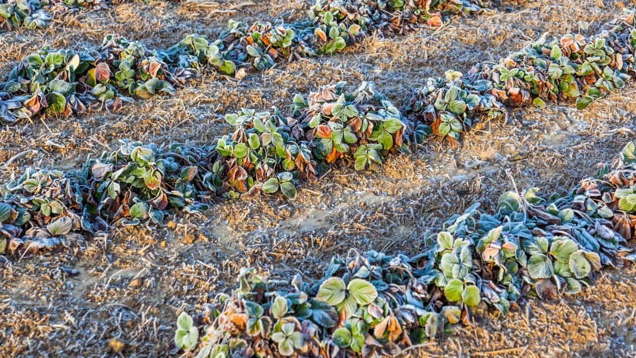 How Much Cold Can Strawberry Plants Tolerate? The Answer
