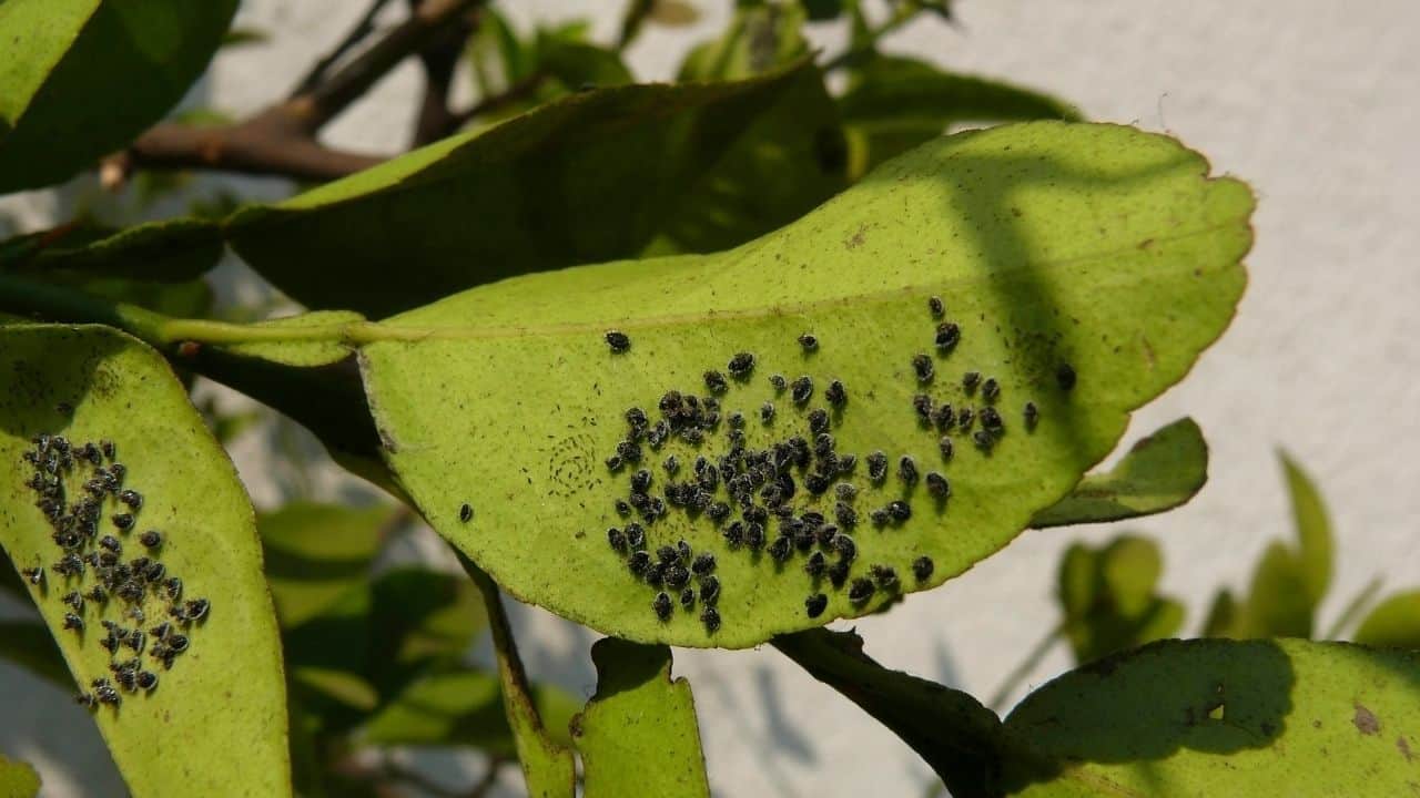 Insect Eggs On Leaves — Whose Are They?