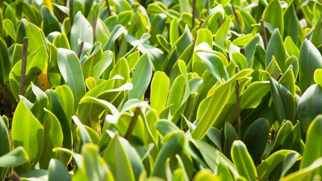 Why do I Have Wrinkle Leaves on My Orchids? Ooh, That's Why!