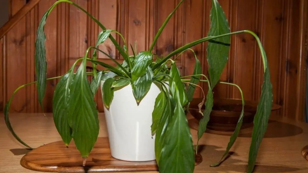 Droopy Leaves on Plants What to Do Plantophiles