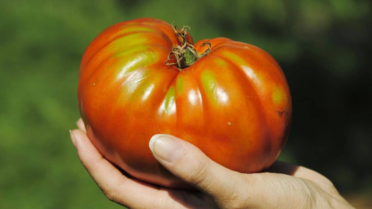 What Is The Biggest Tomato Plant? Whoah!