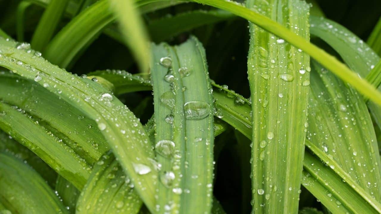 Yellow Leaves on Daylilies — Here's Why!
