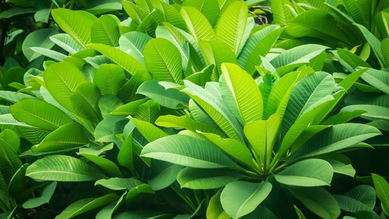 Black Spots on Plumeria Leaves The Reasons