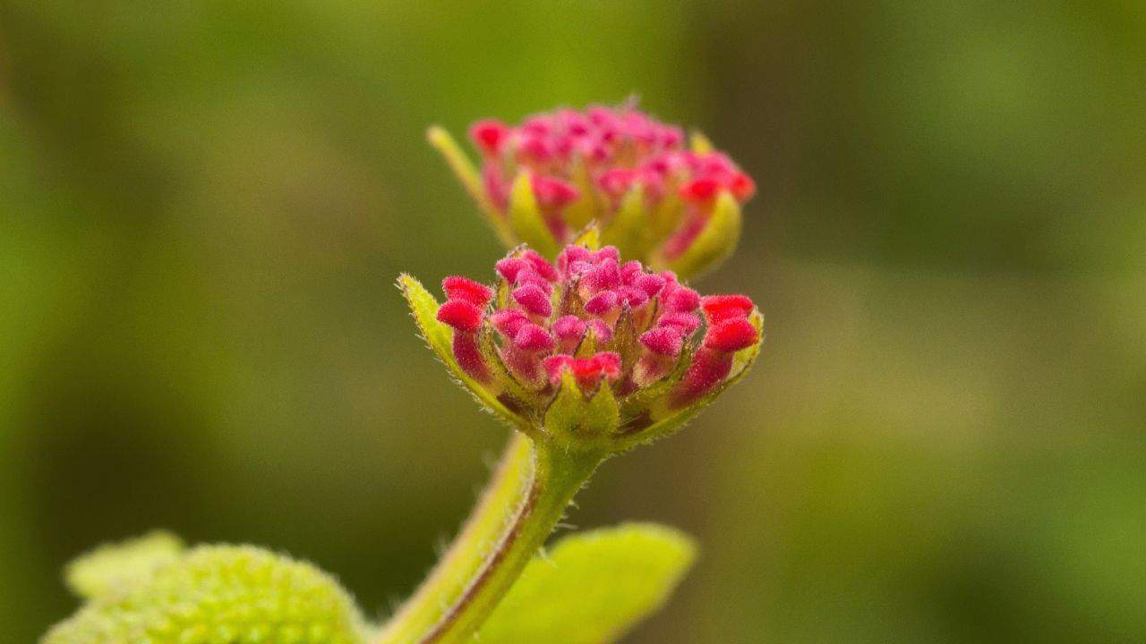Why Are My Lantana Not Blooming? Check These Out