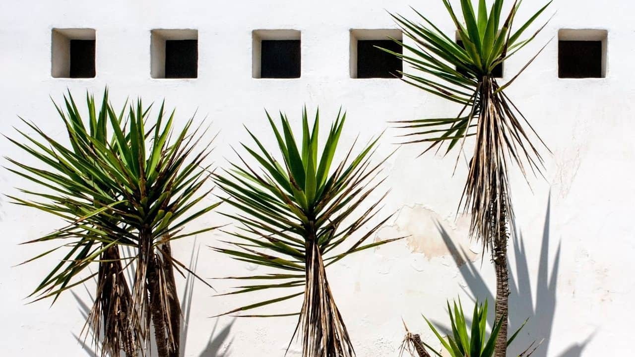 White Spots on Yucca What Are They?