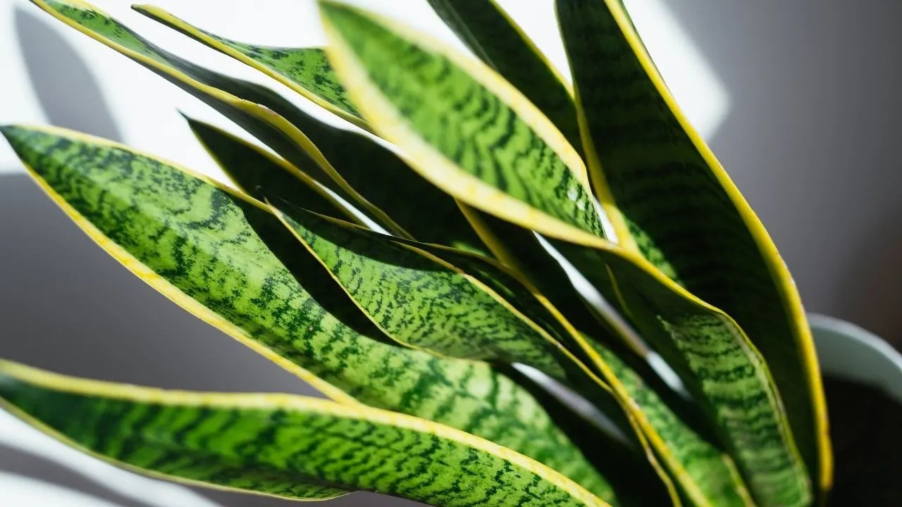 Overwatered Snake Plants All You Need To Know