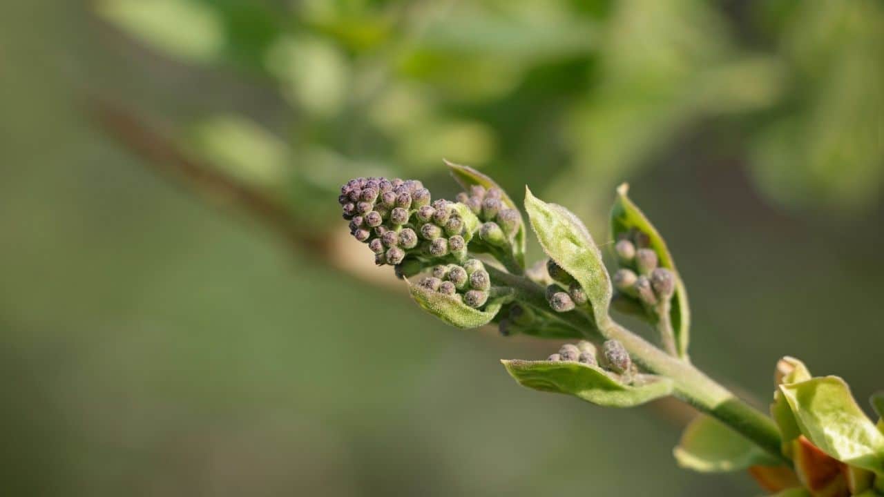 Why Are My Lilacs Not Blooming? Umm...