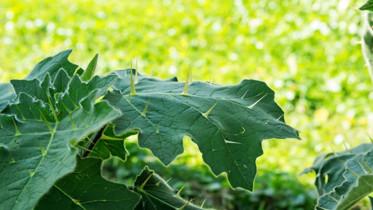 Why Are the Leaves of My Eggplant Curling? — The Answer