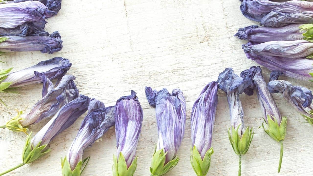 How to Revive a Dying Hibiscus? Help!