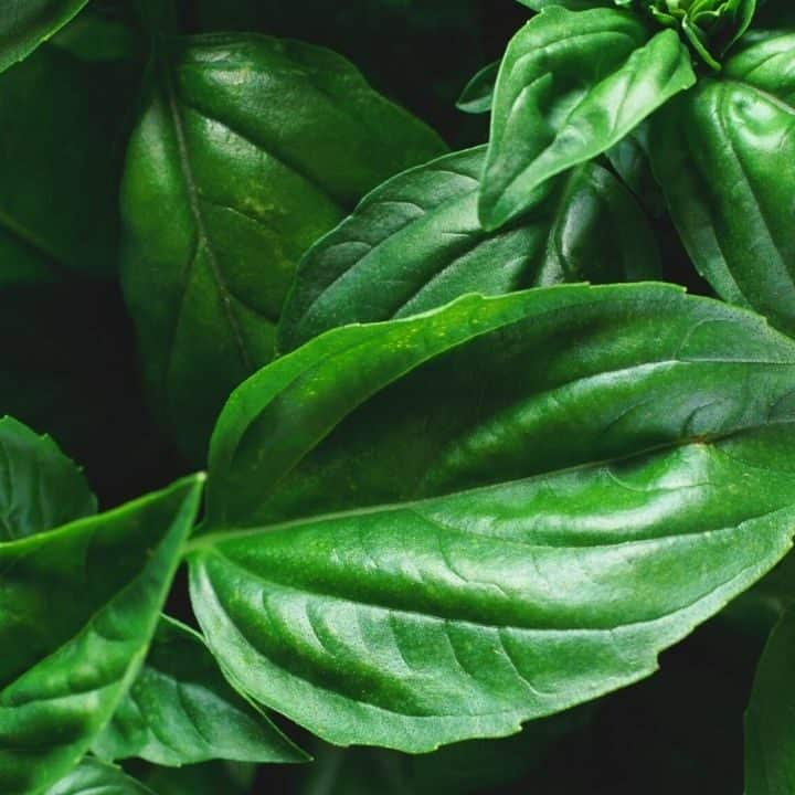 How to Revive an Overwatered Houseplant — Actions to Take