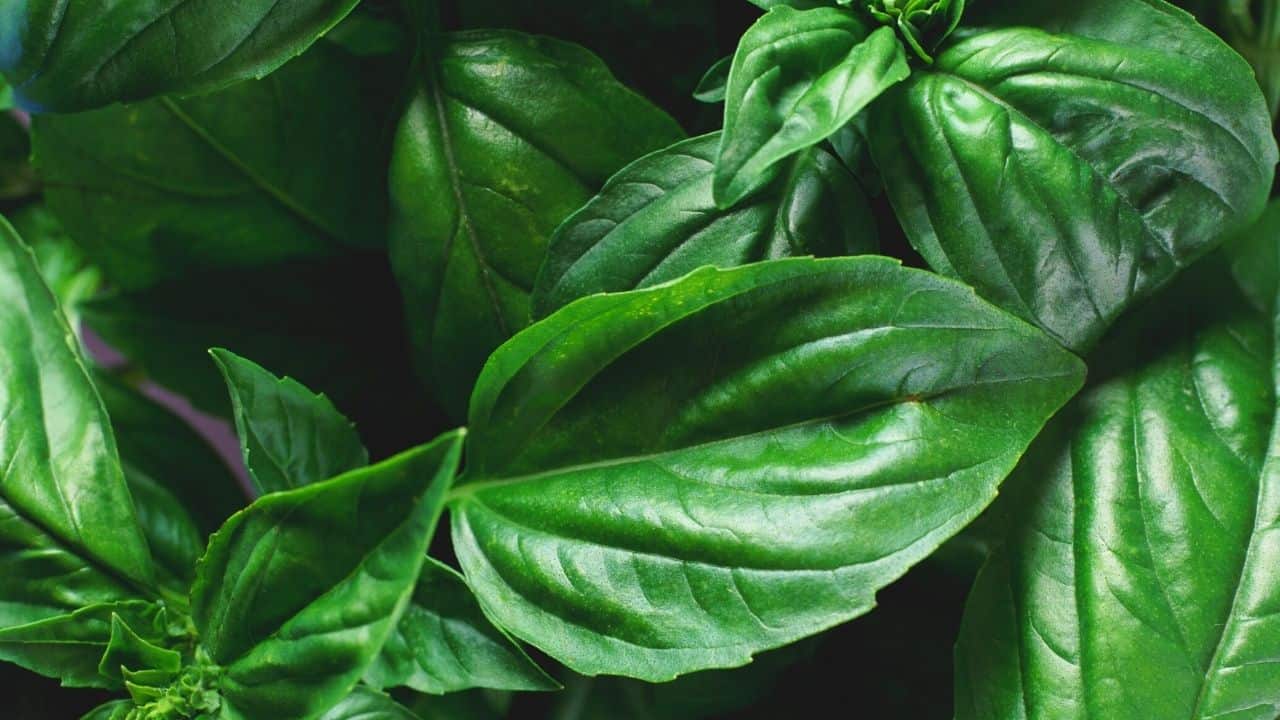 Overwatered Basil — Here's What it Looks Like & What to Do