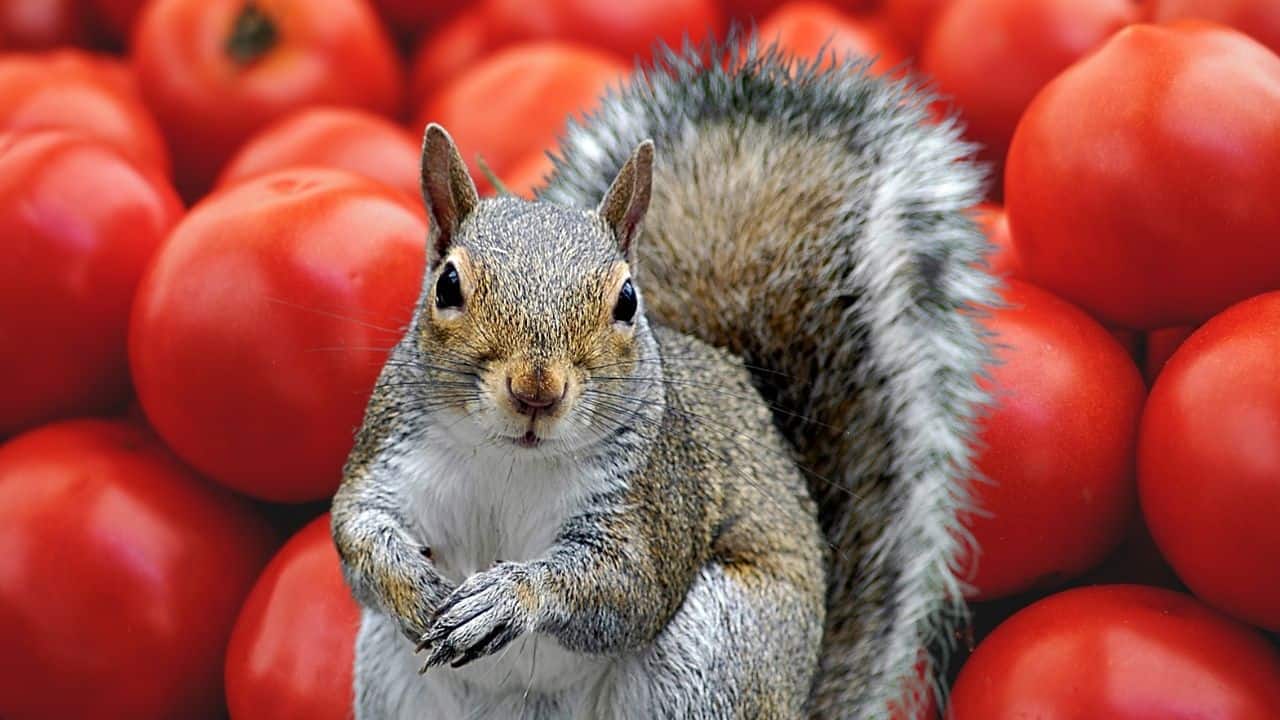 7 Best Ways to Keep Squirrels Away From Tomatoes
