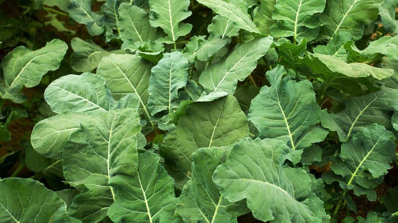3 Pests that Love to Eat the Leaves of Your Broccoli
