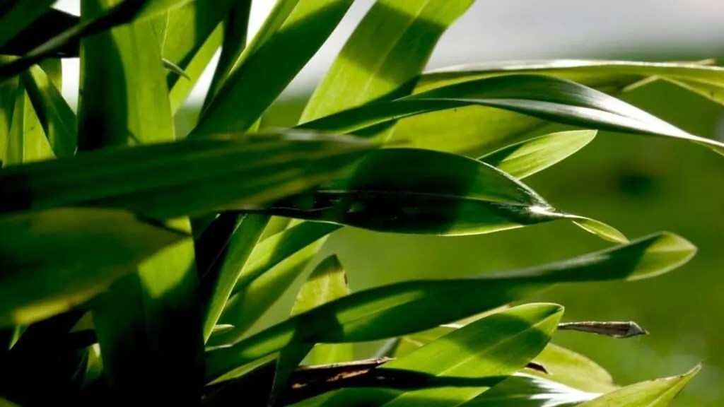Why are My Orchid Leaves Drooping? Aha!
