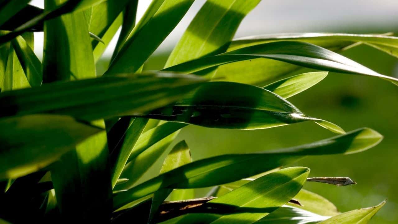 Why are My Orchid Leaves Drooping? Aha!