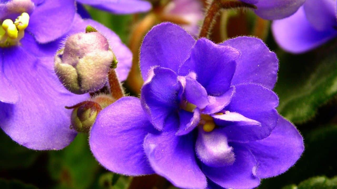 African Violet Leaves Curling — Reasons & Remedies
