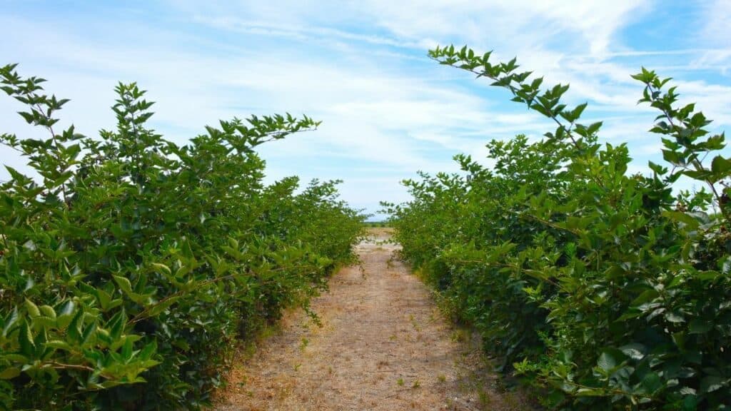 Blackberry Spacing — The Ultimate Guide