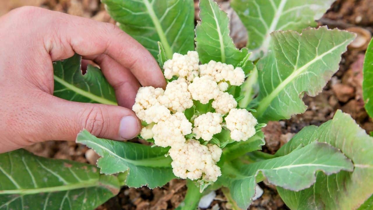 What to Plant in July — The 21 Best Plants Revealed