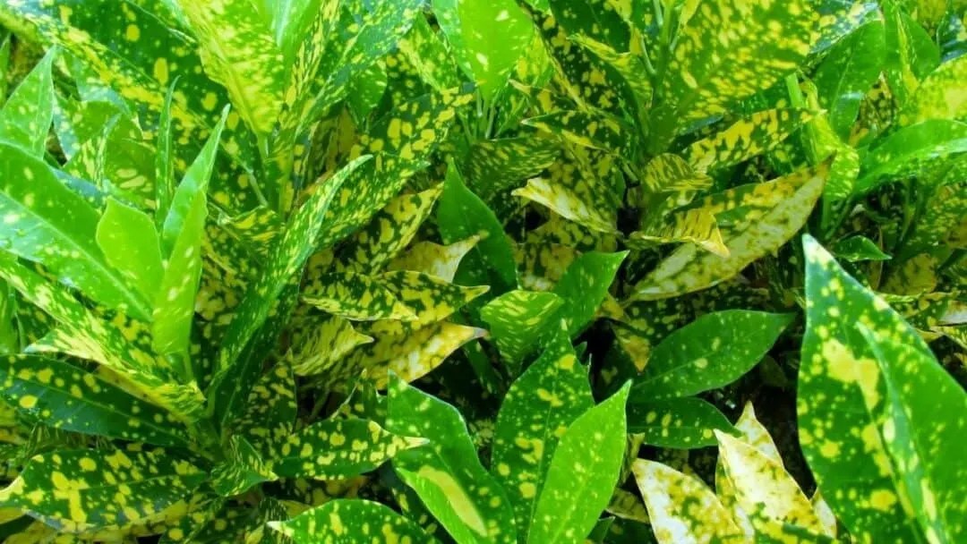 Gold Dust Croton Care — The Complete Guide Plantophiles