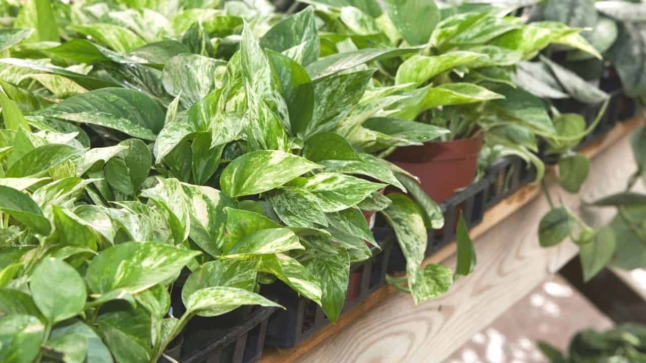 How Fast Does Pothos Grow? — Oh Wow!