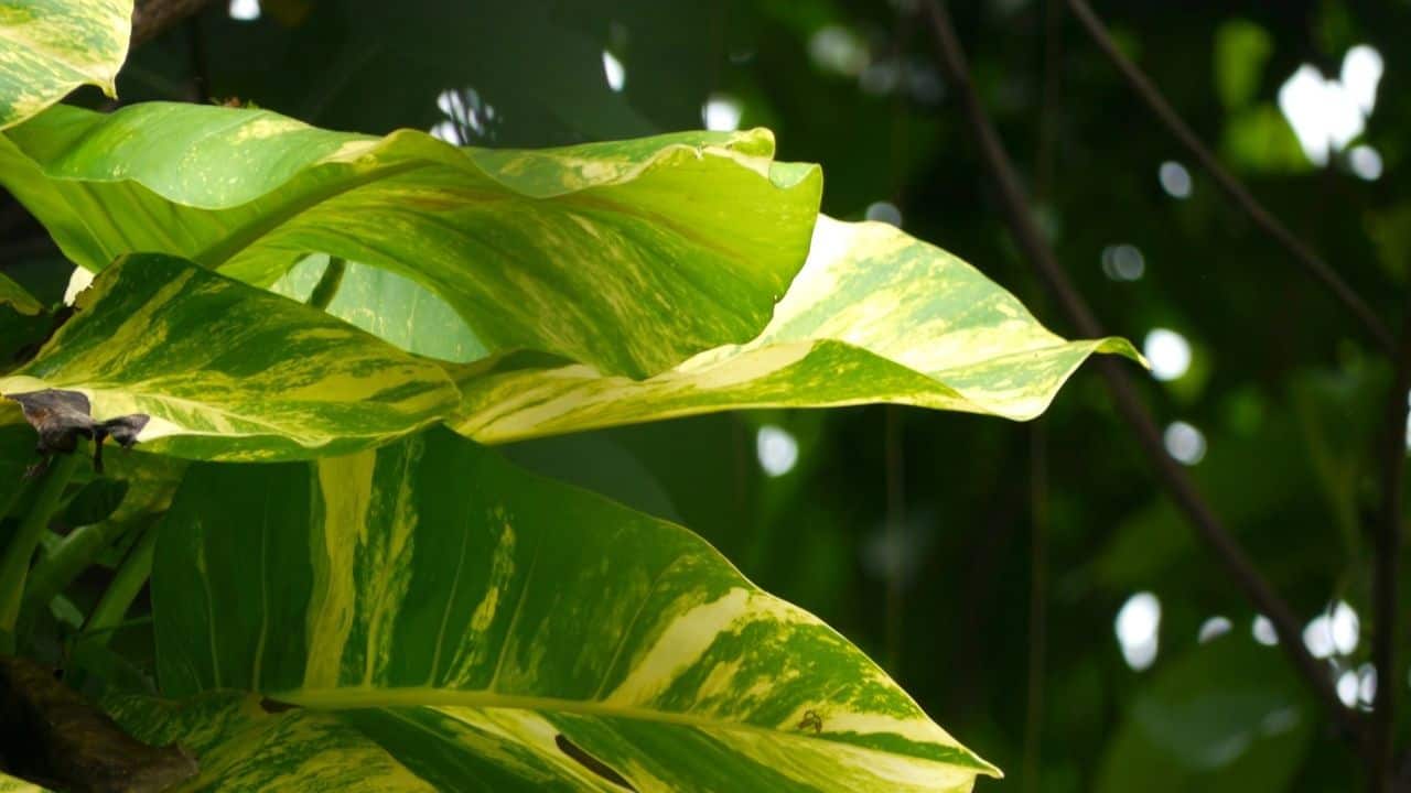 How Much Light Do Pothos Need? Really? They Need That Much?!