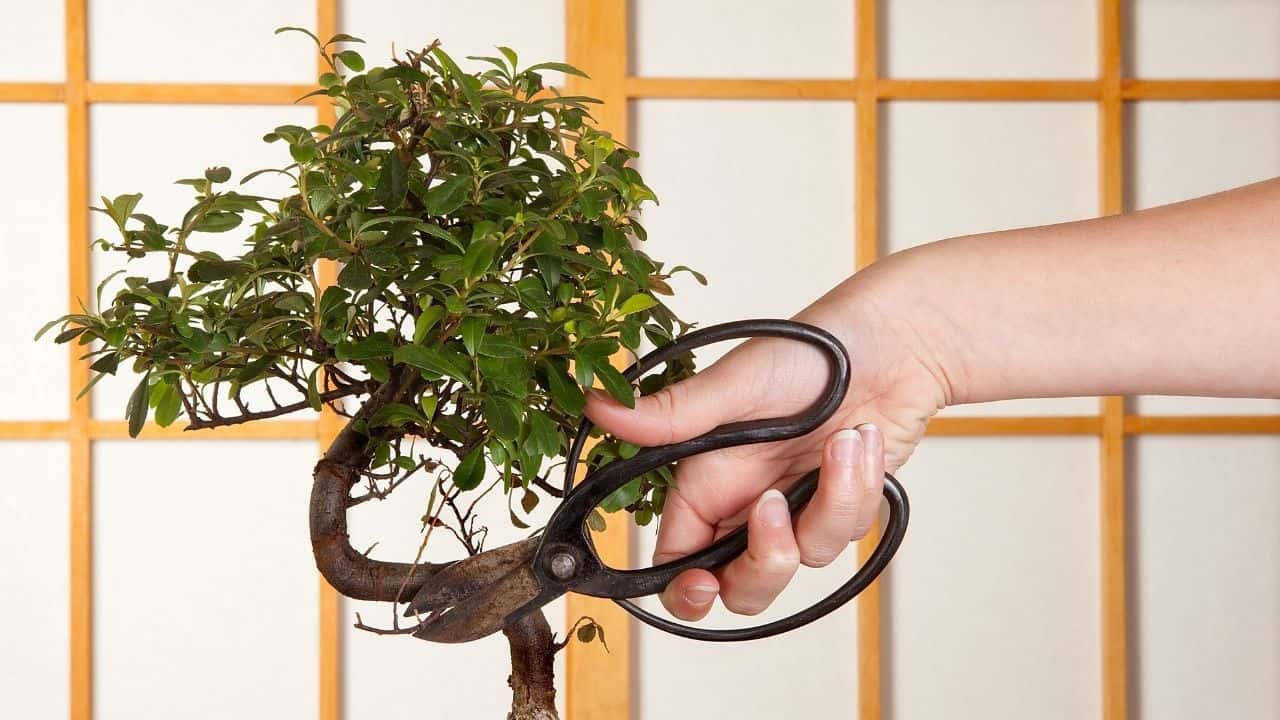 How to Grow a Bonsai from a Cutting — Like a Pro
