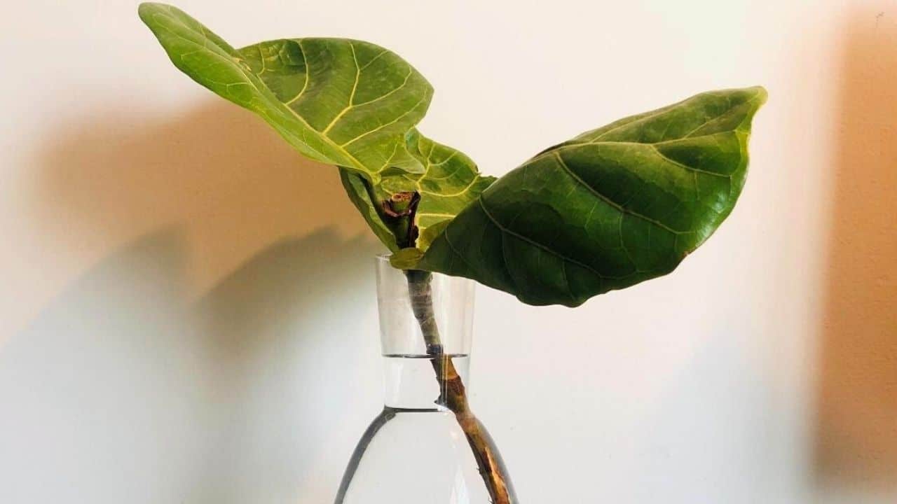 How to Propagate Fiddle Leaf Fig in Water ― Indepth Guide