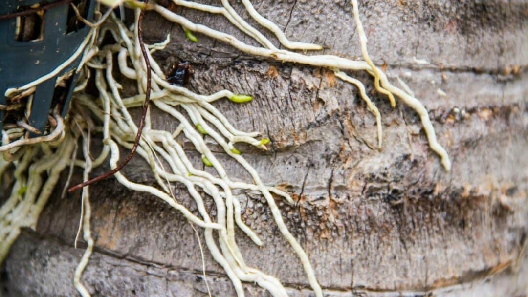 What to Do When An Orchid Stem Turns Brown?