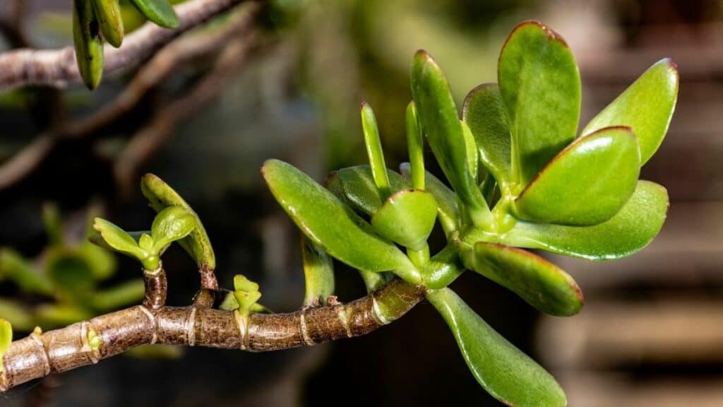 Telltale Signs of an Overwatered Jade Plant — Revealed