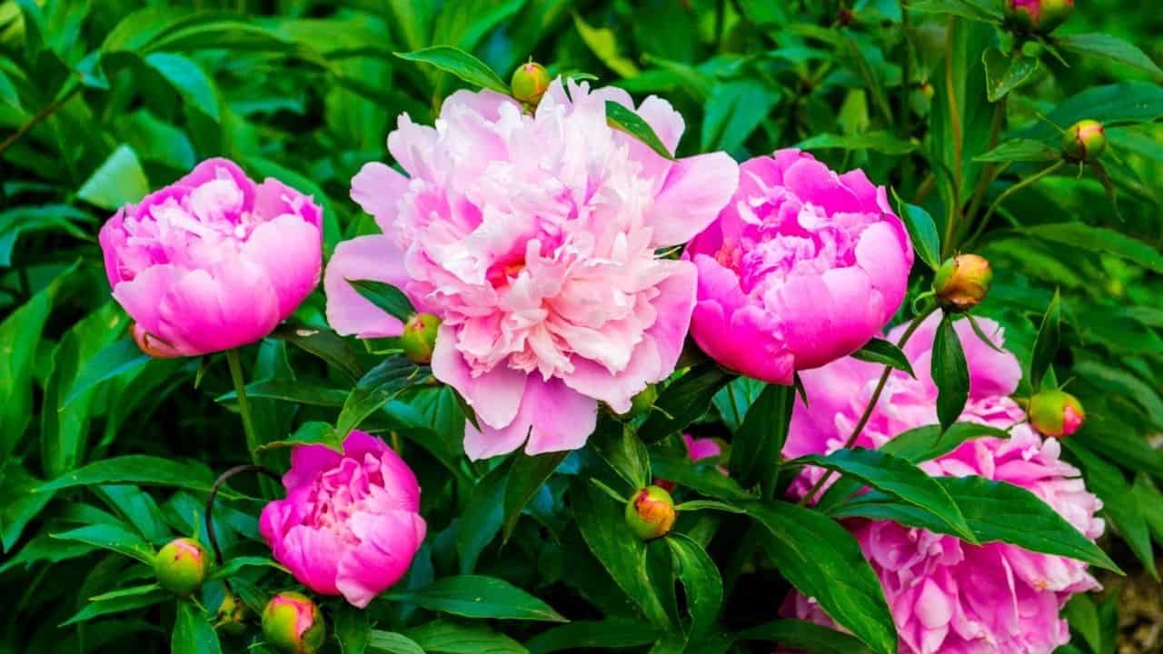 What to Plant in August — 20 Best Ideas