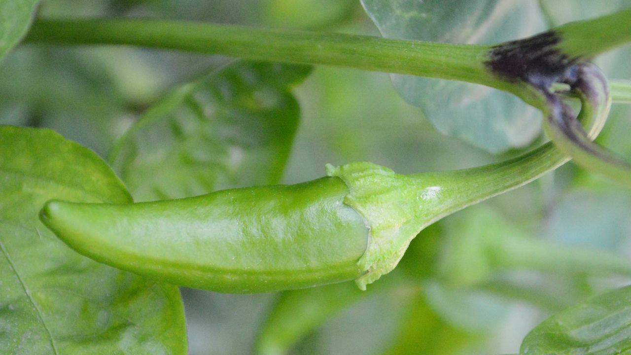 7 Best Fertilizers for Peppers Pros and Cons [2023]