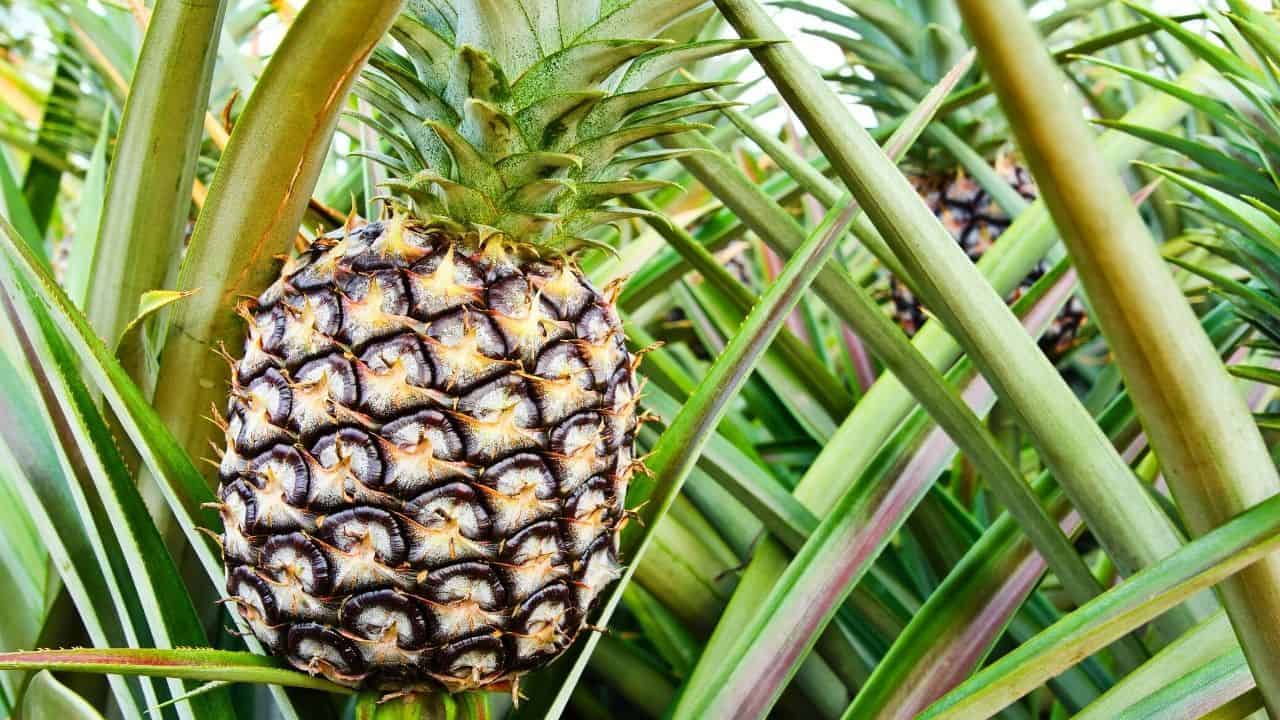 Pineapple Care Houseplant Growing Guide