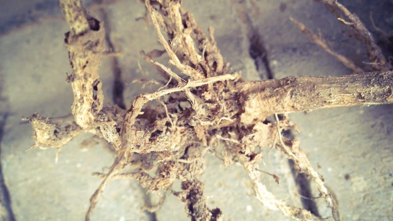 How to Save a Plant from Root Rot — Top Tips