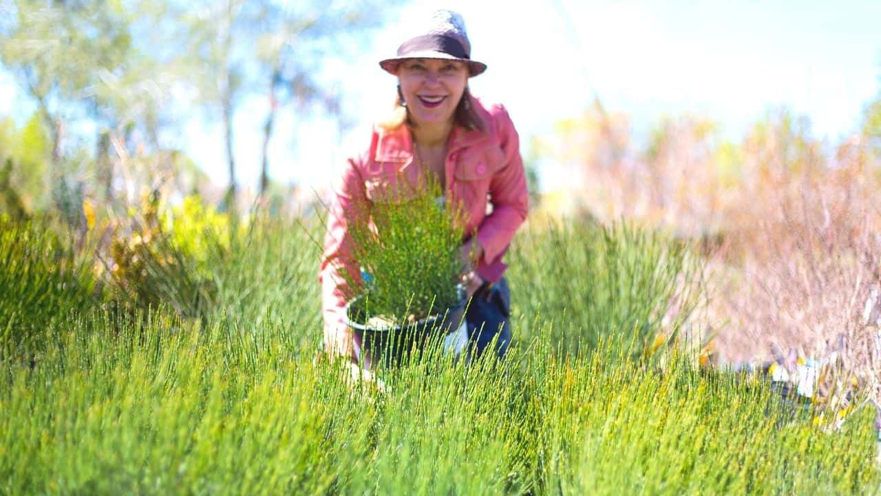 Spanish Broom Plant (Spartium) — Best Care Tips