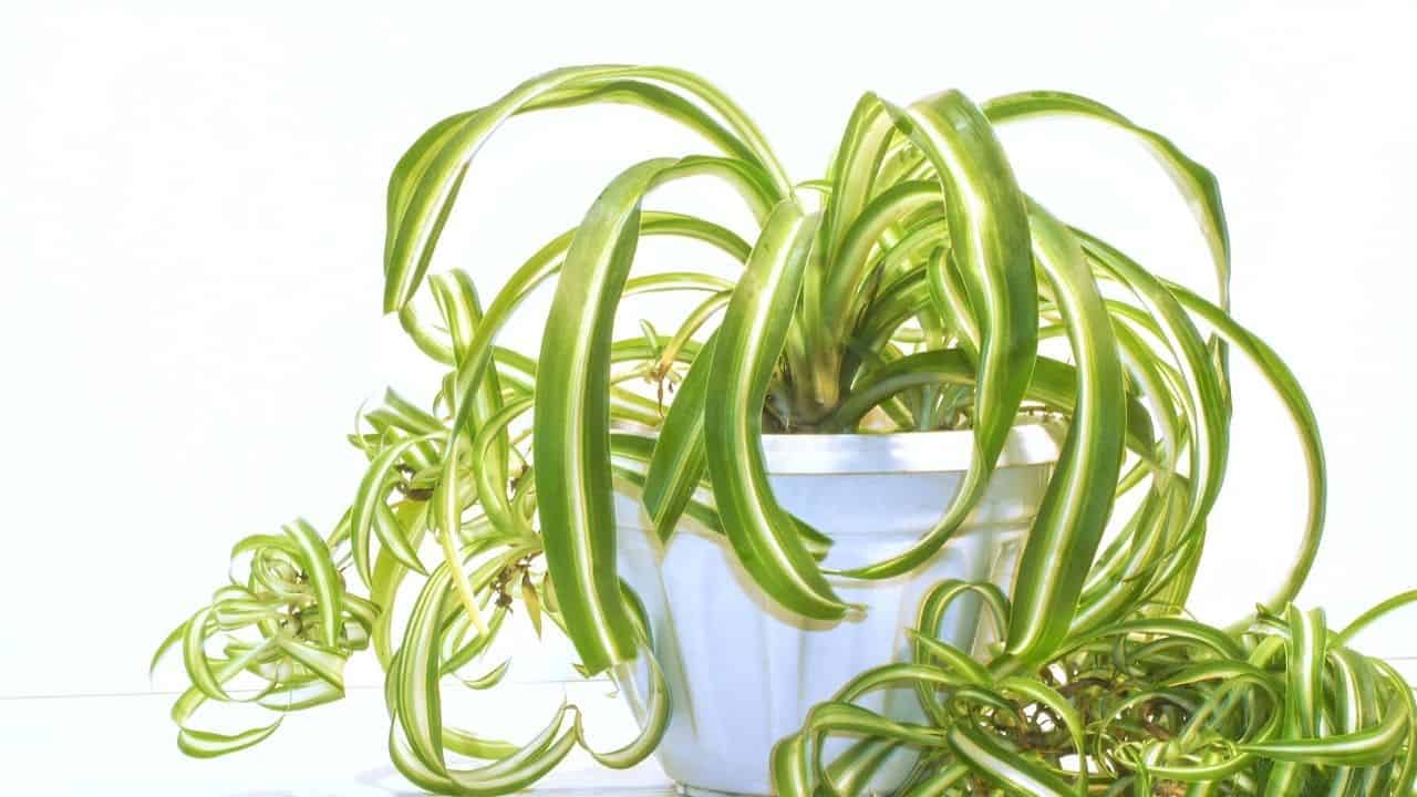 The 4 Main Reasons for Root Rot in Spider Plants — Revealed