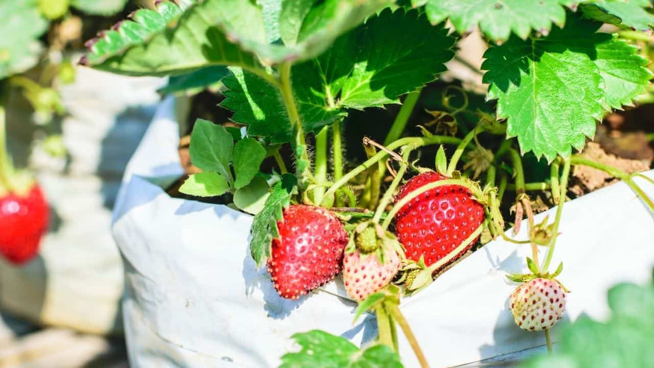8 Best Fertilizers for Strawberries A Buyers Guide
