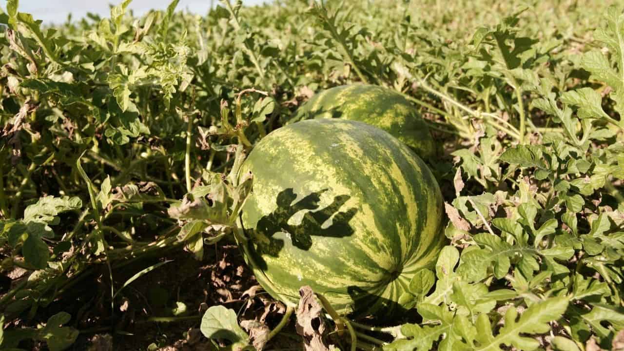 9 Best Fertilizers for Watermelons A Buyers Guide
