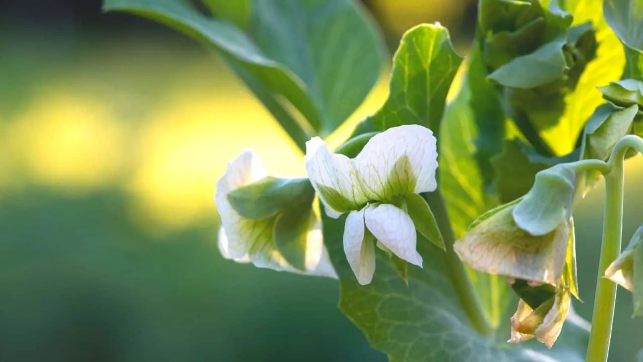 What is Eating My Pea Plant? — The Guilty Culprits Revealed Plantophiles