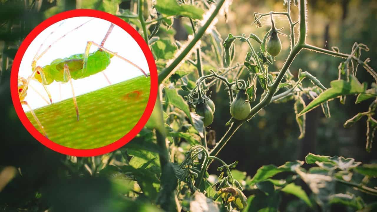 Aphids on Tomato Plants Identification, Control, Prevention