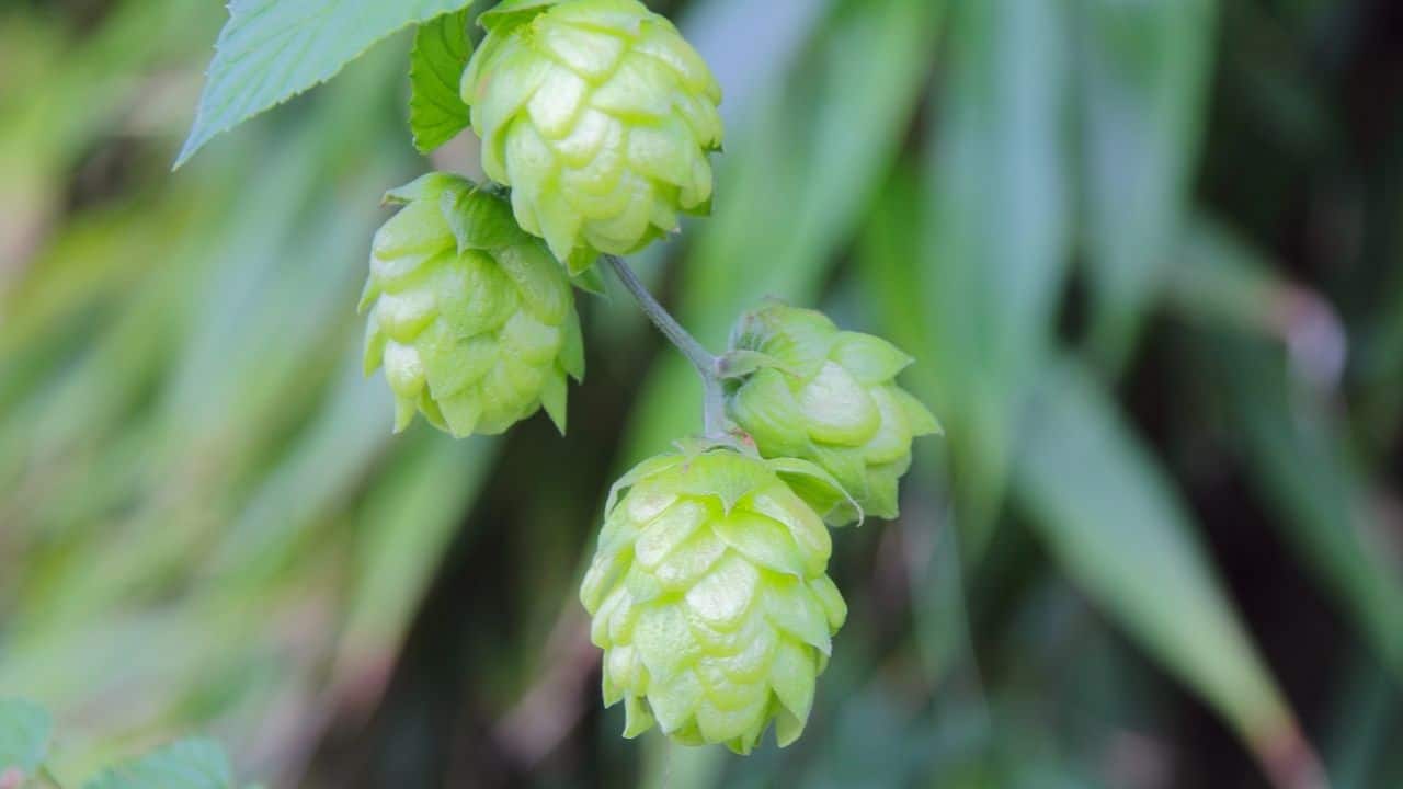 How To Plant Bamboo Seeds In 7 Simple Steps