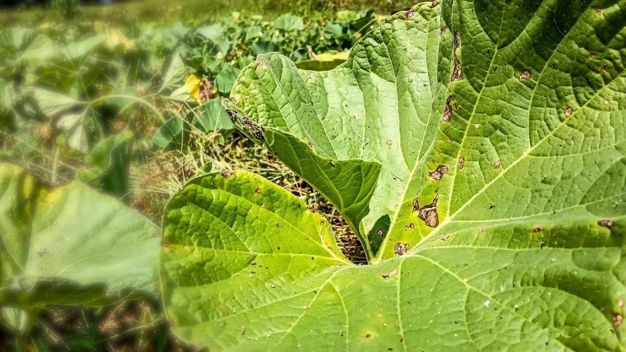 Brown Spots on Cucumber Leaves — Identification & Treatment