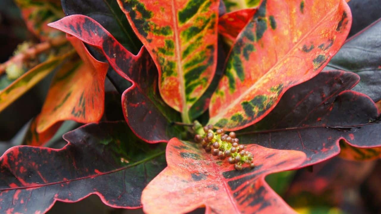 Croton Mammy Plant Care A Full Guide
