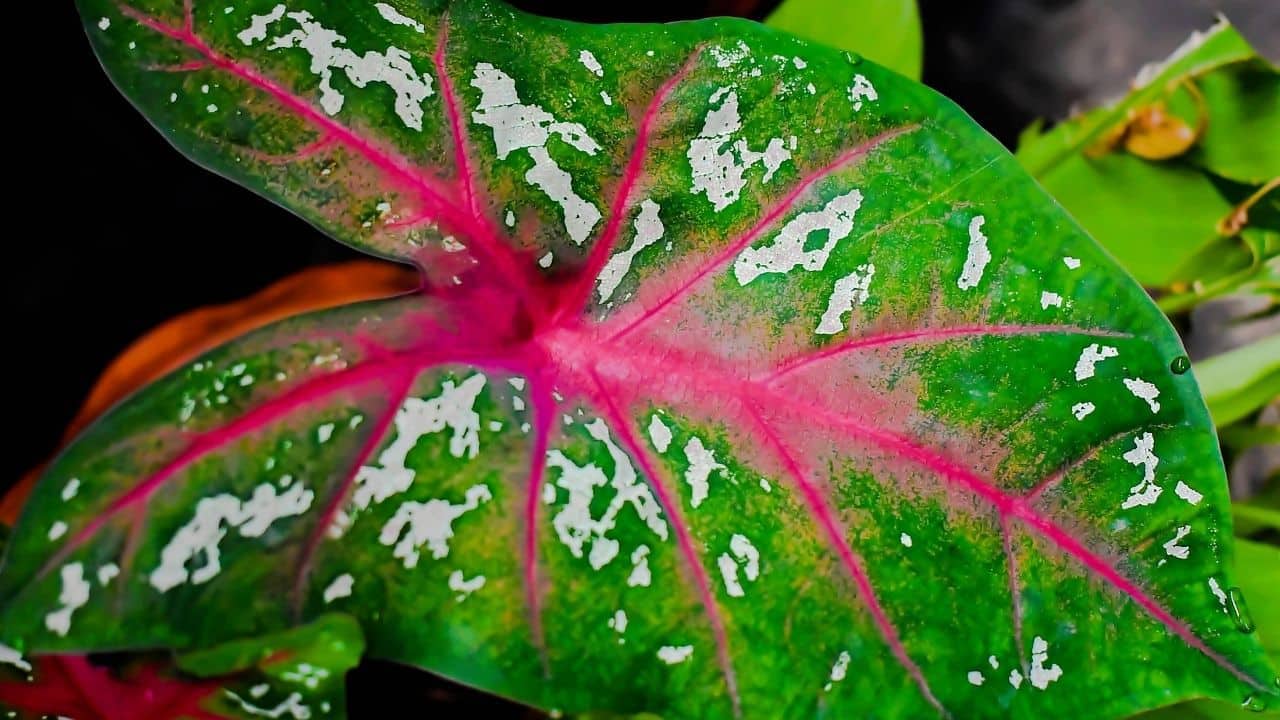 When to Dig up Caladium Bulbs? Here's the Best Time!