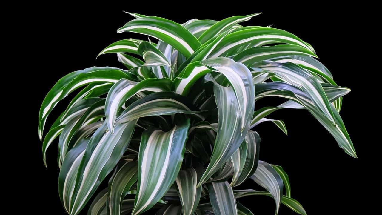 Dracaena Craig&quot, Care — Your Onestop Guide