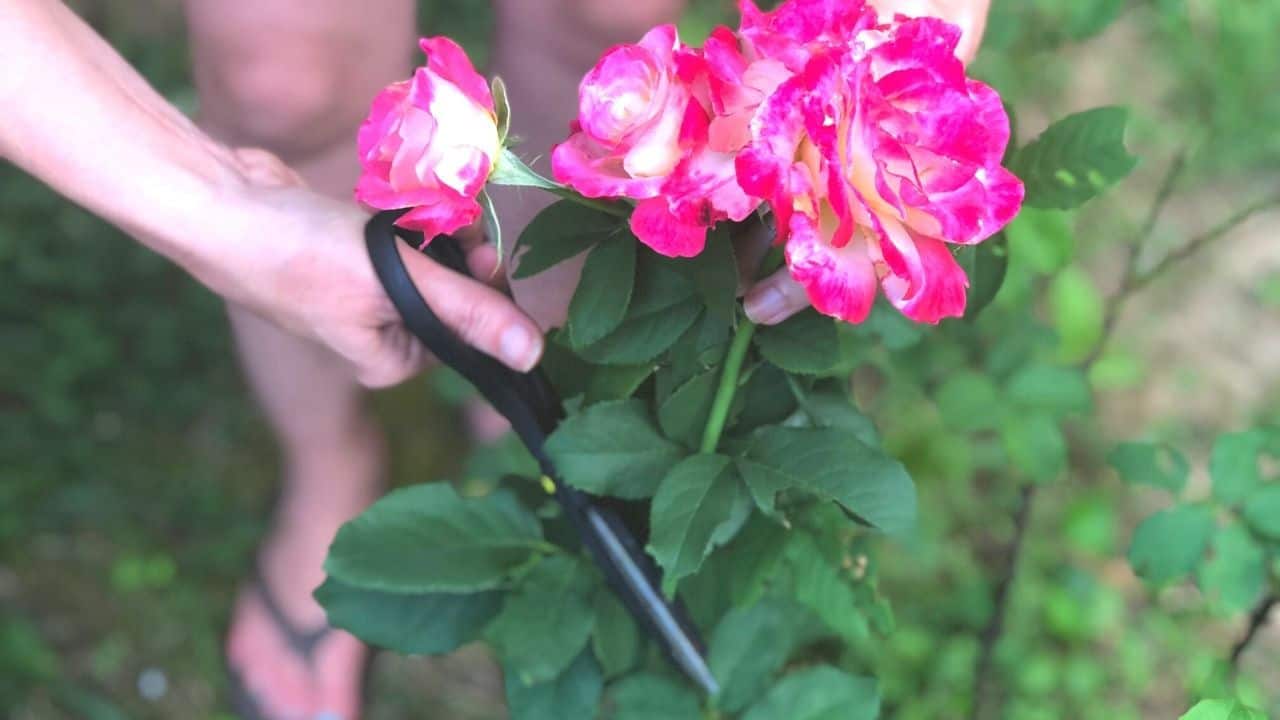 Why Do Roses Have Thorns? Expert Insights!