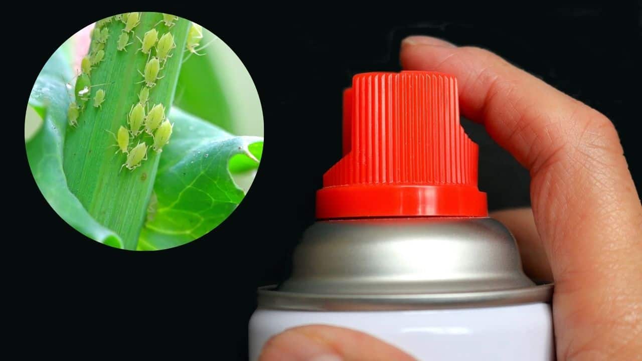 How to Get Rid of Yucca Plants — Best Two Methods