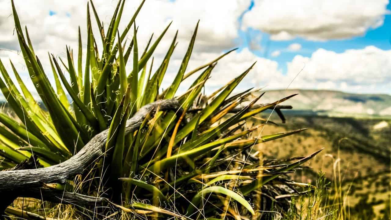 How to Get Rid of Yucca Plants — Best Two Methods