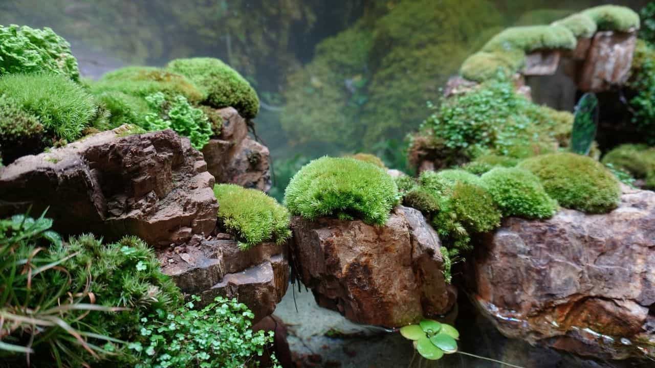 How to Grow Moss in a Terrarium — An Indepth Guide